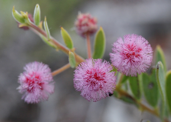 North Queensland Plants Fabaceae